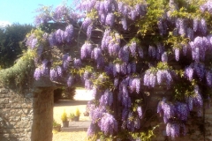 The-CoachHouse-with-wisteria-002