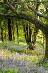 Bluebell woods nr The Coach House