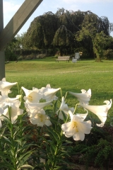 The Coach House garden