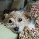 Farne the dog at The Coach House bed and breakfast Old Gore